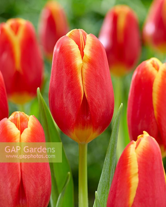 Tulipa Choice