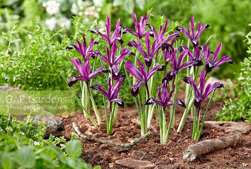 Iris reticulata Pauline