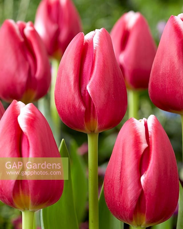 Tulipa Masterclass