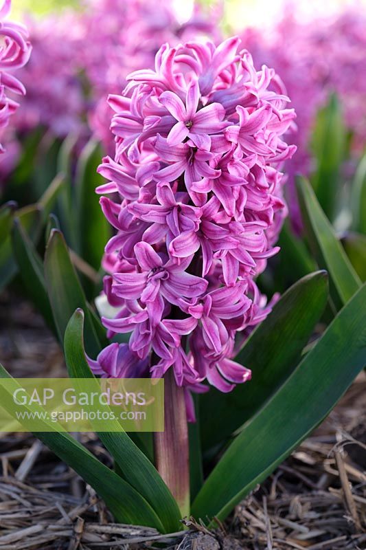 Hyacinthus Purple Pride