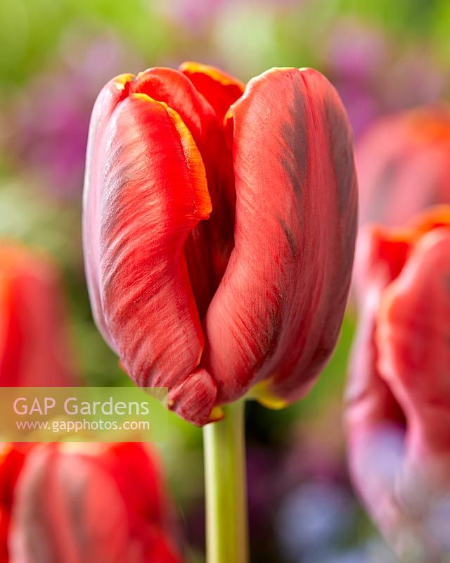 Tulipa Serenade