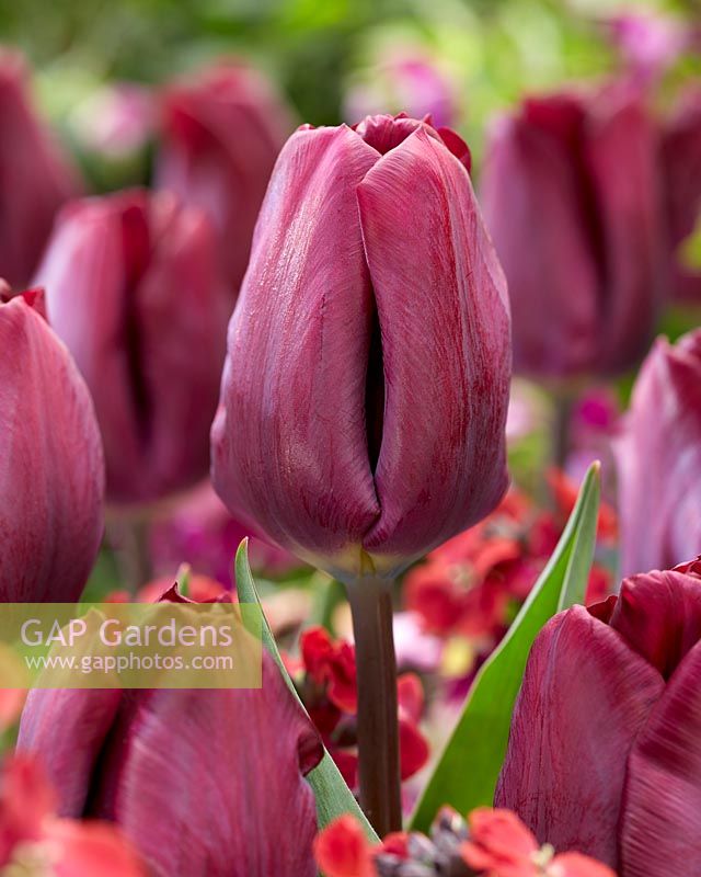 Tulipa Purple Lady