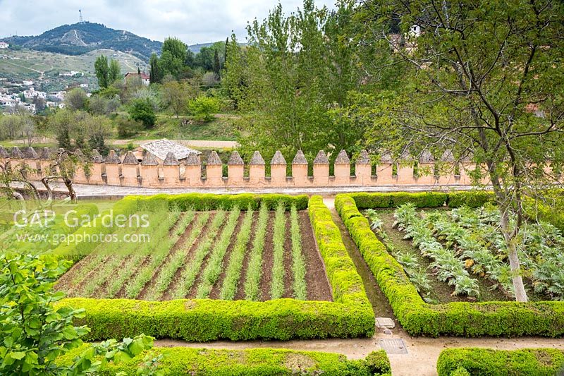 Box-edged - Buxus sempervirens kitchen garden with hillside beyond, The Alhambra, Granada.