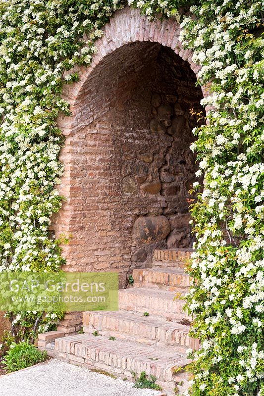 Rosa banksiae normalis at brick arched entrance with steps. Generalife Gardens, The Alhambra, Granada.