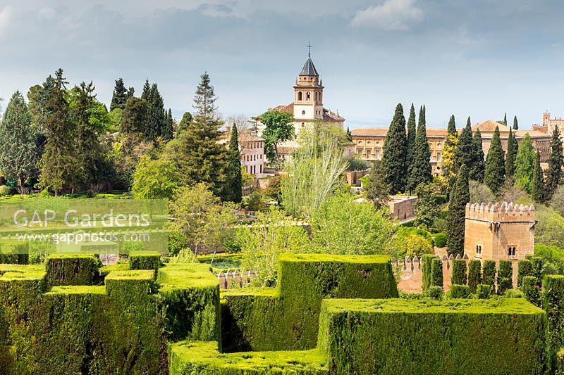Close-clipped cypress - Cupressus sempervirens at Torre de los Picos,  Upper Gardens, Generalife. The Alhambra, Granada.