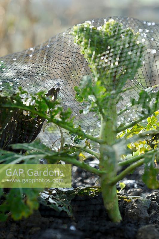 Netting Broccoli from Pigeons, December.