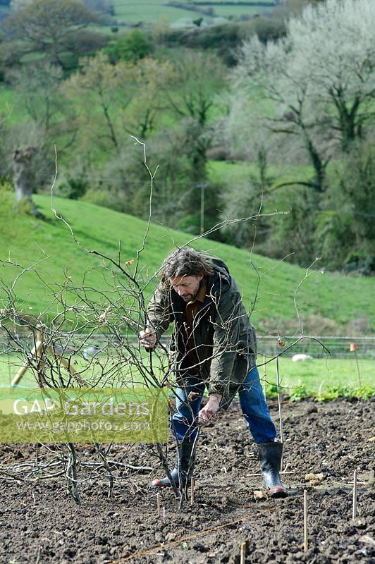 Man placing Hazel branches in place to support sweet peas. 