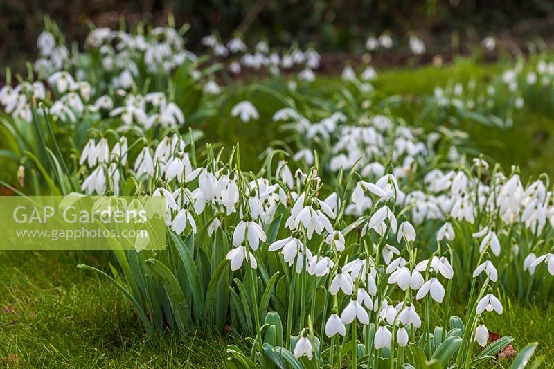 Groups of named snowdrops in a lawn, January.