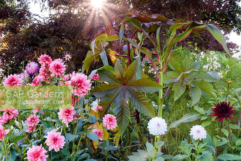 Mixed summer planting of Dahlias, Ricinus and Zea japonica 'Variegata', at Hilltop garden in July