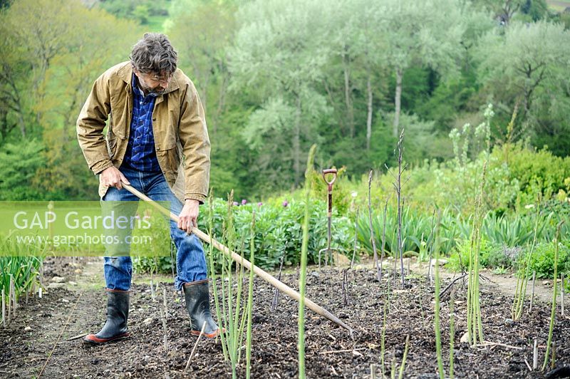 Man hoeing in the asparagus bed. 