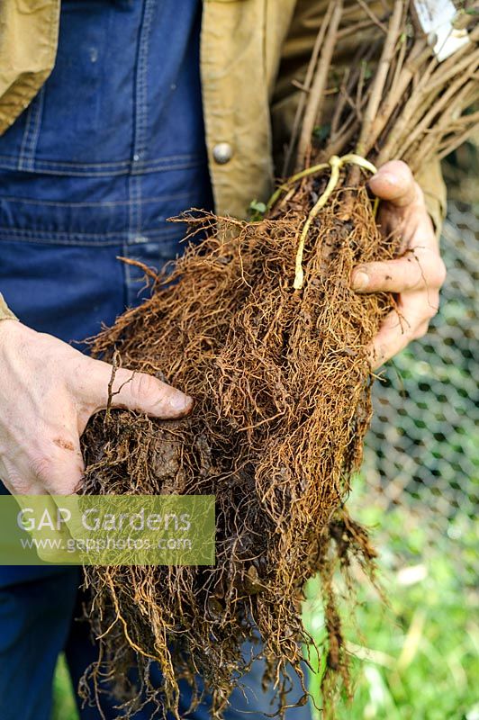 Bare-root Ligustrum Vulgare - Wild Privet for planting, February.