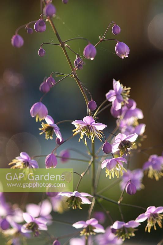 Thalictrum delavayi -Chinese meadow rue, July.