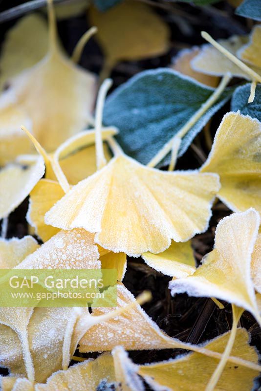 The fallen yellow leaves of Ginkgo biloba 'Princeton Sentry', November.