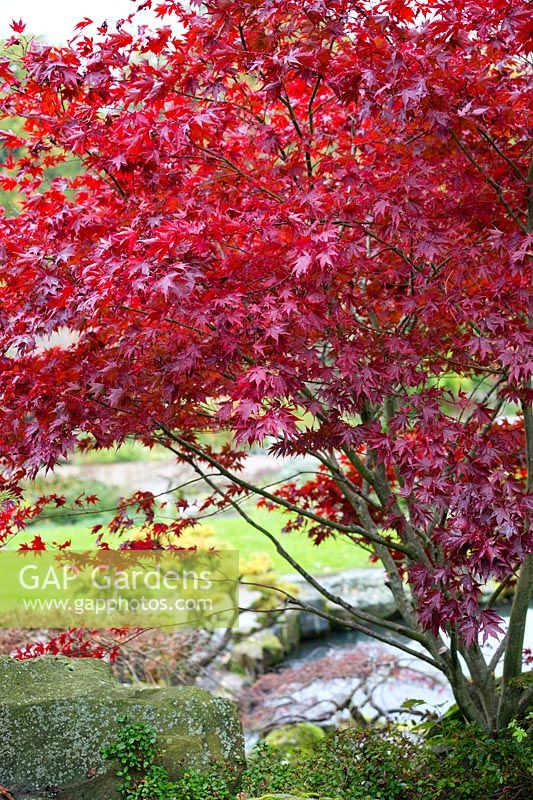 Acer palmatum 'Fireglow', November