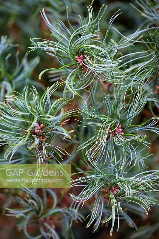 Pinus strobus 'Tiny Kurls', November