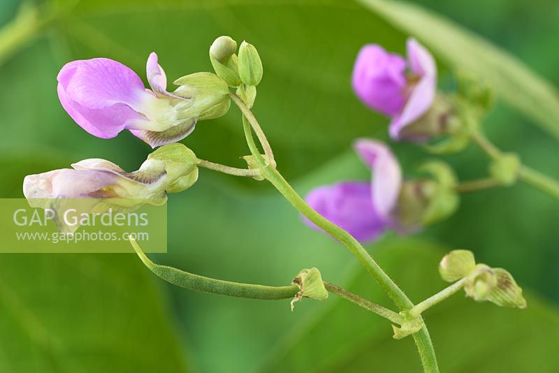 Phaseolus vulgaris 'Fasold' - climbing French beans forming as the flowers fade and die

