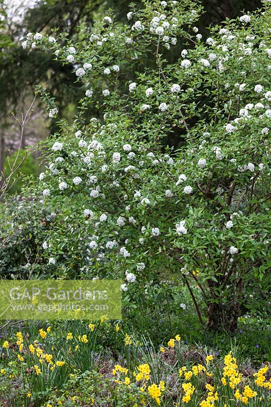 Viburnum x burkwoodii underplanted with Narcissus, April