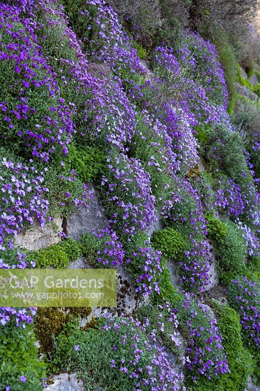 Aubrieta columnae subsp. croatica growing in dry stone wall, April