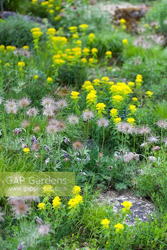 Euphorbia polychroma flowers with seedheads of Pulsatilla vulgaris in dry bed or rockery