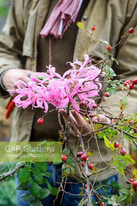 Man cutting nerine flower stems and branches of rose hips for floral art
