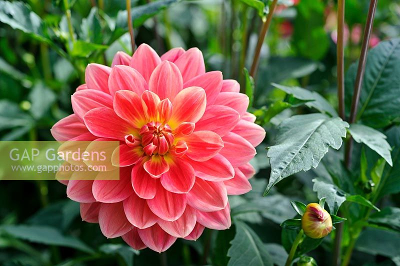 Dahlia 'Moray Susan' in flower in Summer