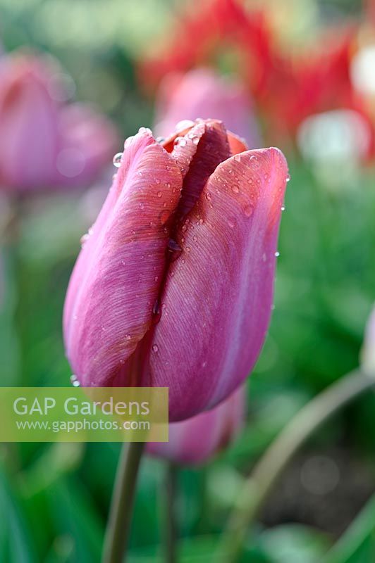 Tulipa 'Malaika' - tulip