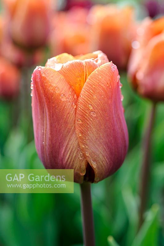 Tulipa 'Cairo' - tulip