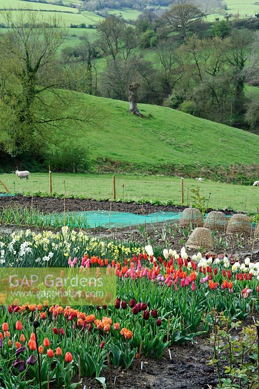 Rows on tulips in flower on an allotment in countryside landscape