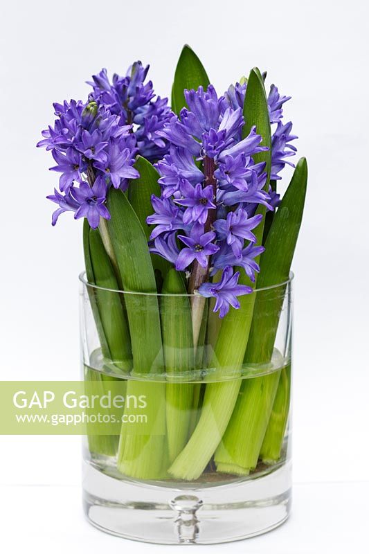 Hyacinthus 'Delft Blue' - hyacinth flowers and foliage in straight Danish clear glass vase