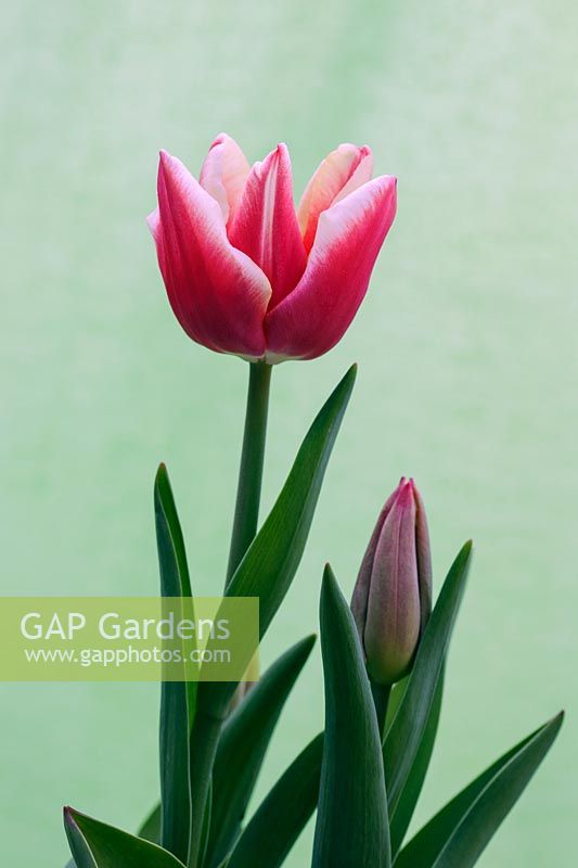 Tulipa 'Merry Widow'