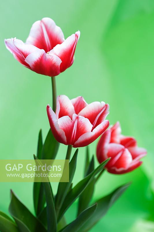Tulipa 'Merry Widow'