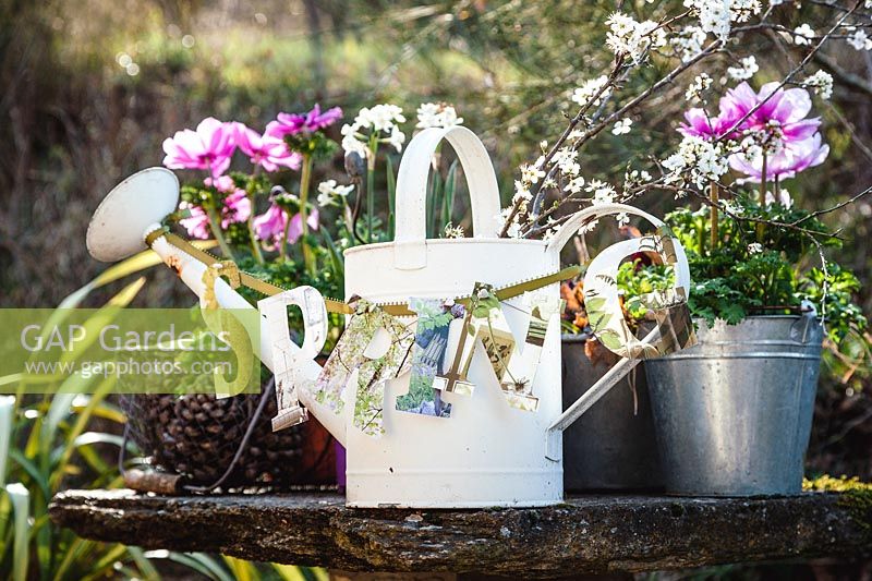 Still life display featuring watering can strung with paper letters saying 'Spring', rustic pots, Anemone coronaria and flowering Prunus spinosa, France. 