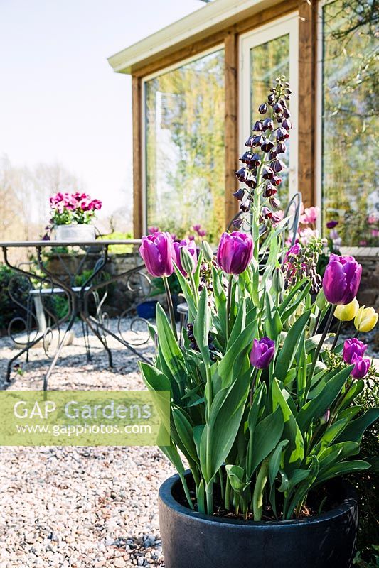 Container display featuring Tulipa 'Plum Pudding Mix' and Fritillaria persica 'Adiyaman'. 