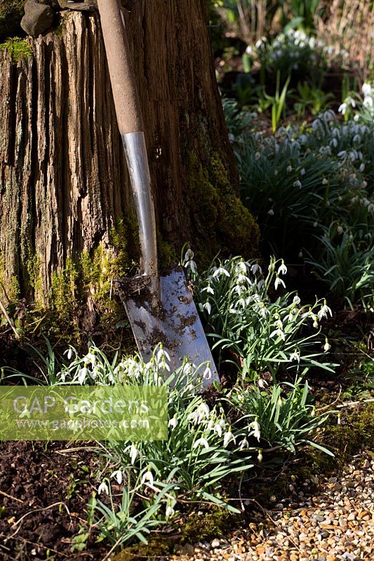 Spade with soil on blade, beside flowering snowdrops