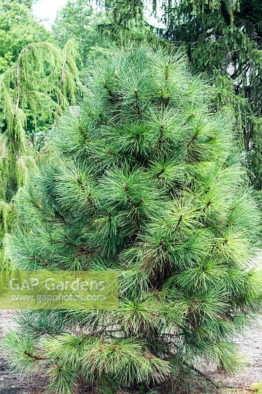 Pinus ponderosa 'Hi Desert'