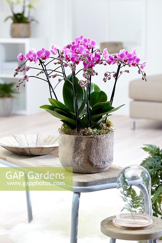 Phalaenopsis 'Multiflora Purple' - moth orchids in a pot