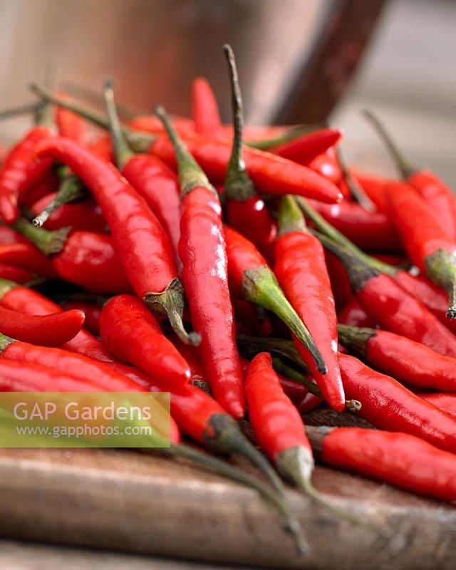 Capsicum frutescens 'Rawit' - chili peppers
