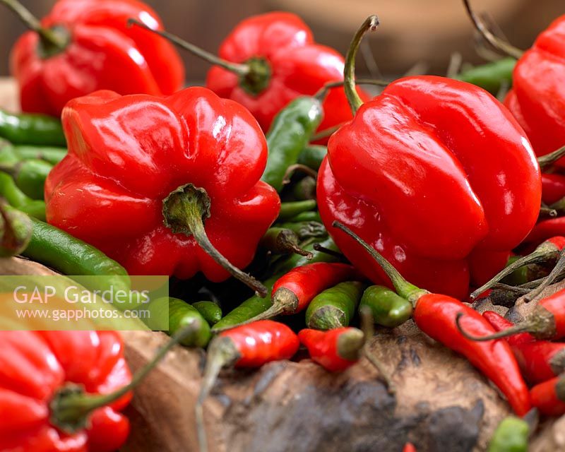 Capsicum chinense 'Adjuma' and Capsicum frutescens 'Rawit' mixed pile on wooden surface.
