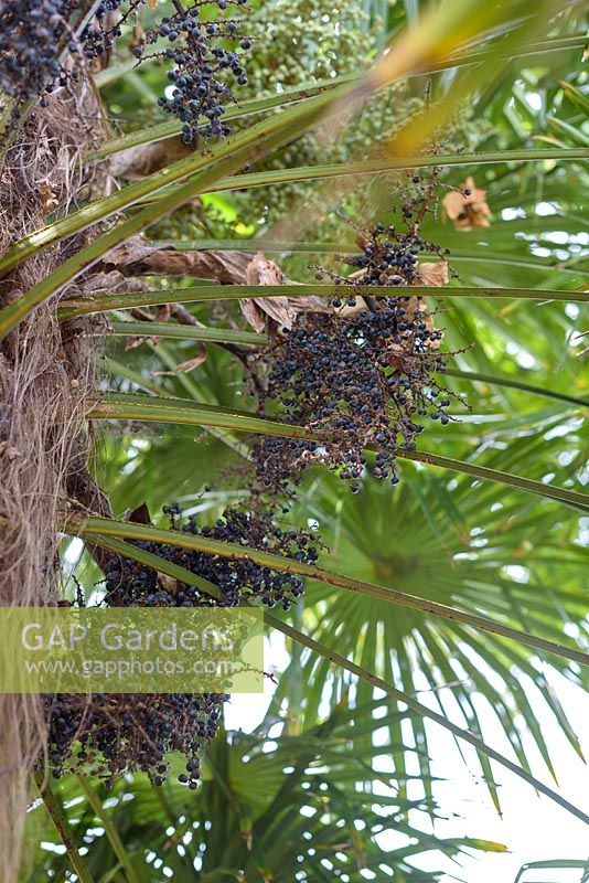 Trachycarpus fortunei -  Chusan palm tree black fruit