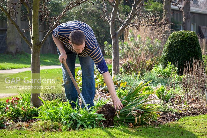 Lifting an overgrown perennial Iris foetidissima -stinking iris to expose the rootba
