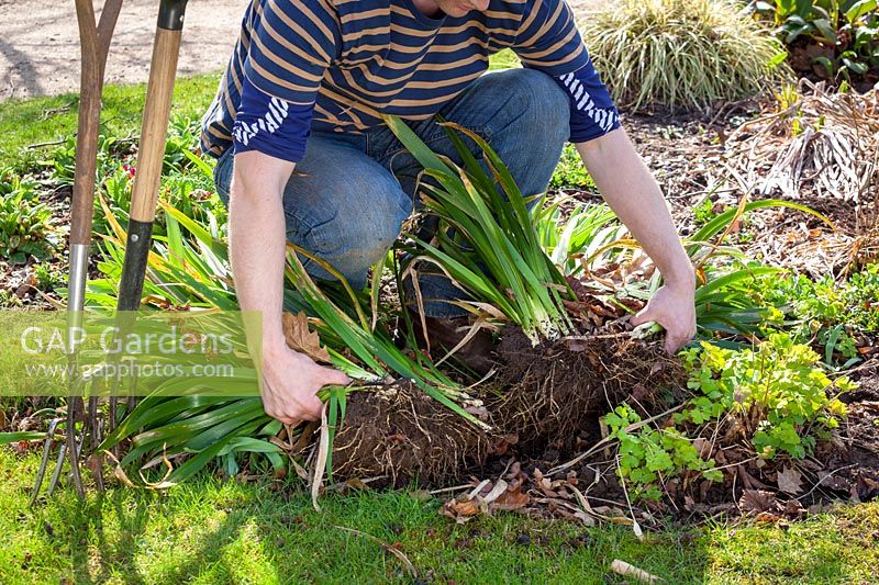 Pulling rootball apart with hands after division of an overgrown perennial 
Iris foetidissima - stinking iris by using two garden forks back to back