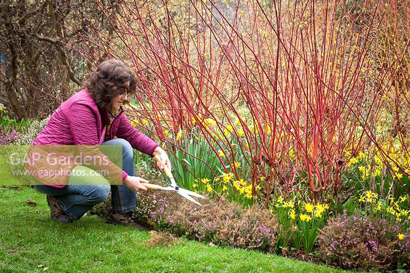 Using hand shears to trim winter-flowering heathers in front of a border of red stemmed
Cornus - dogwoods and daffodils 