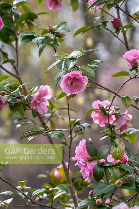 Camellia x williamsii 'Rose Quartz'