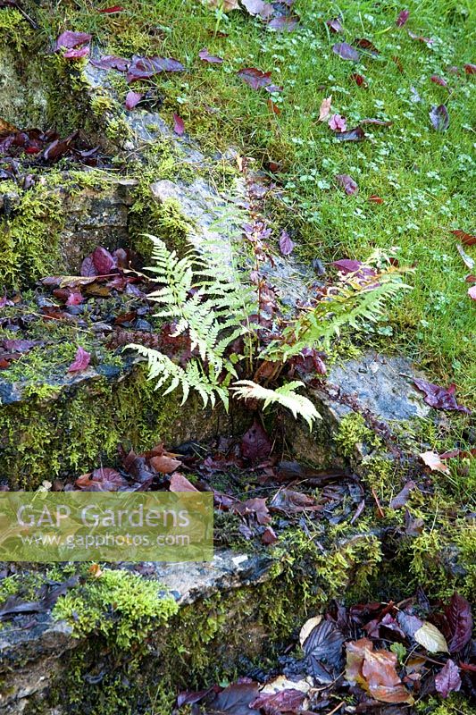 A fern growing out of some old stone steps
