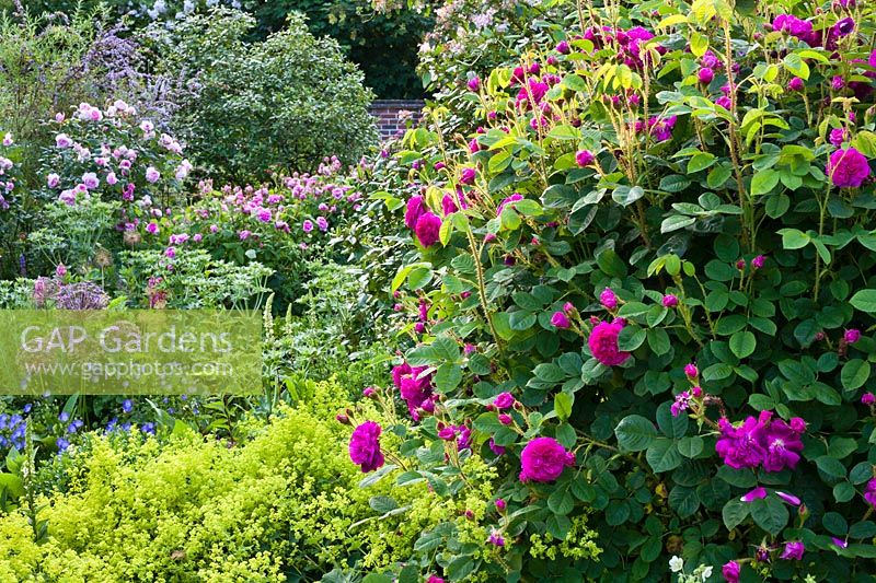 A flowering rose garden including Rosa 'Henri Martin', Alchemilla mollis, Rosa 'Comte de Chambord',  Rosa 'Louis Odier' and Allium cristophii. 