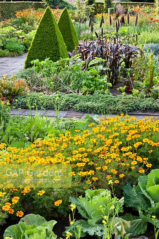 Kitchen garden with mixed beds of vegetables and flowers, plant combinations include
Tagetes tenuifolia - signet marigolds next to cabbages