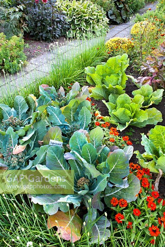 Savoy cabbages and romanesco' planted with zinnias in a bed edged with chives
 