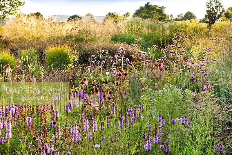 A mixed Prairie garden including Echinacea purpurea, Verbena bonariensis, Liatris spicata, Echinacea pallida and Panicum virgatum. Garden of Lianne Siergrassen, De Wilp, Netherlands. 