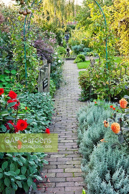 Kitchen garden path with Dahlias and sage.