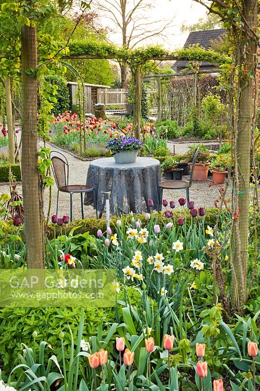 Relaxing place amongst spring borders. Tulipa triumph 'Apricot Fox', Tulip triumph  'Jan Reus' and Narcissus 'Golden Echo'.